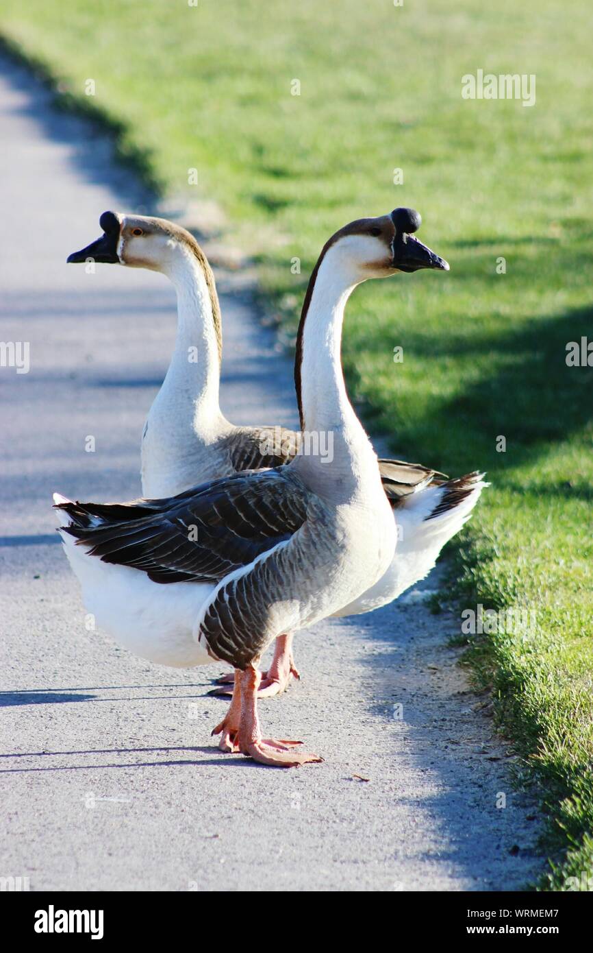 Chinese Geese Standing On Footpath At Park Stock Photo
