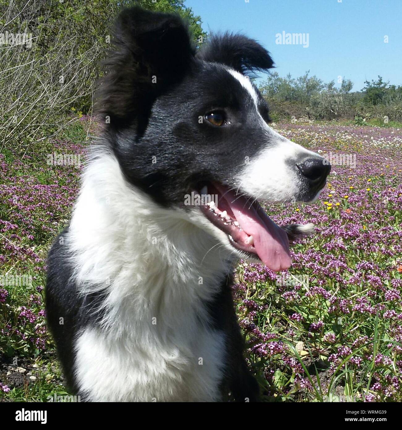 Black And White Dog In Heather Moors Stock Photo