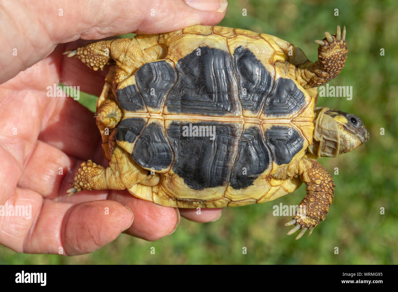 Western Herman’s Tortoise (Testudo hermanni hermanni). Hand held. Close up of the plastron, or underside shell, showing the contrasting continuous yellow and black seams running parallel, side by side, from front to back. An identification feature for this the nominate subspecies. Stock Photo