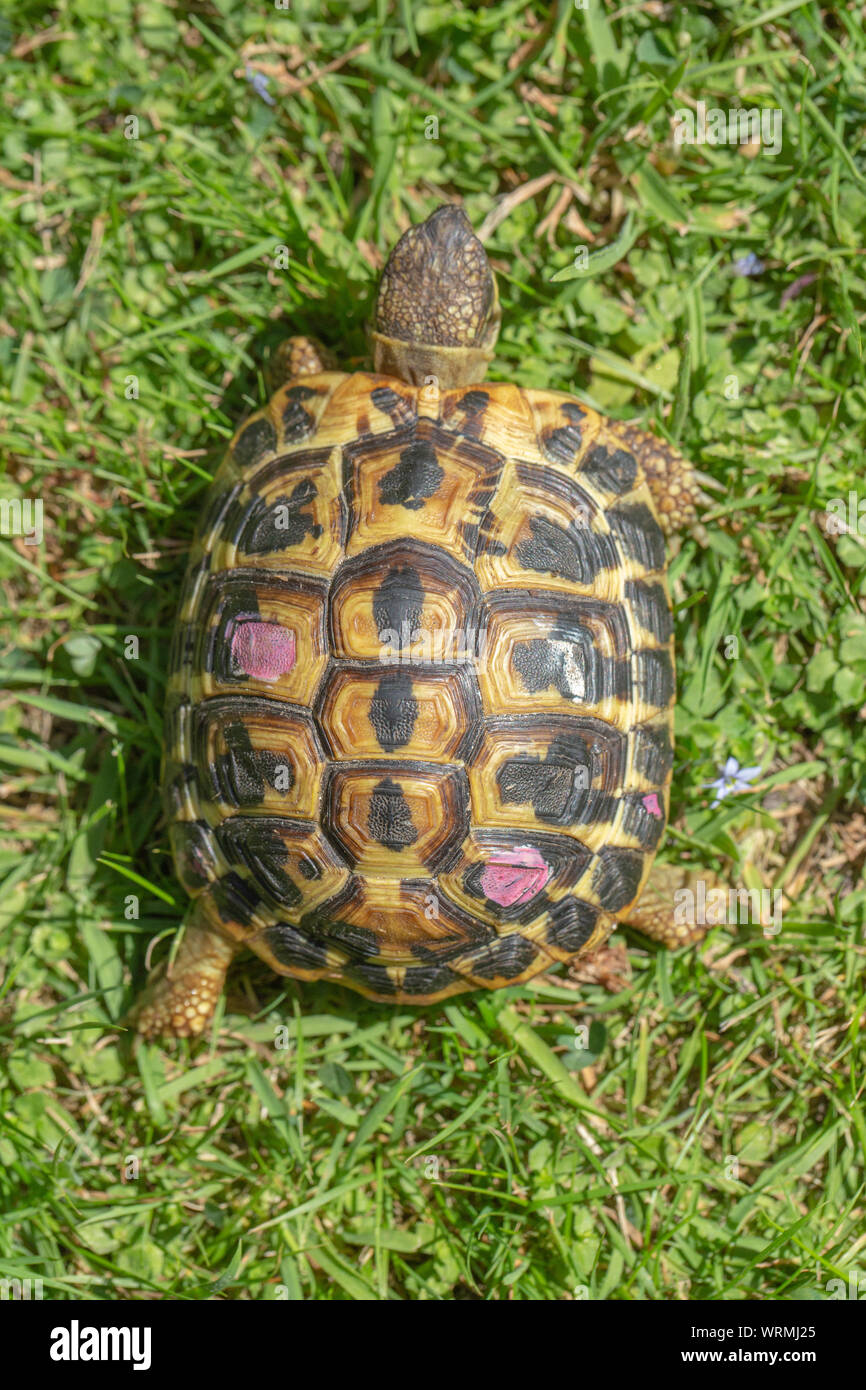 WESTERN HERMANN'S TORTOISE (Testudo hermanni hermanni). Dorsal view, looking down on the upper shell or carapace of a walking animal. Stock Photo