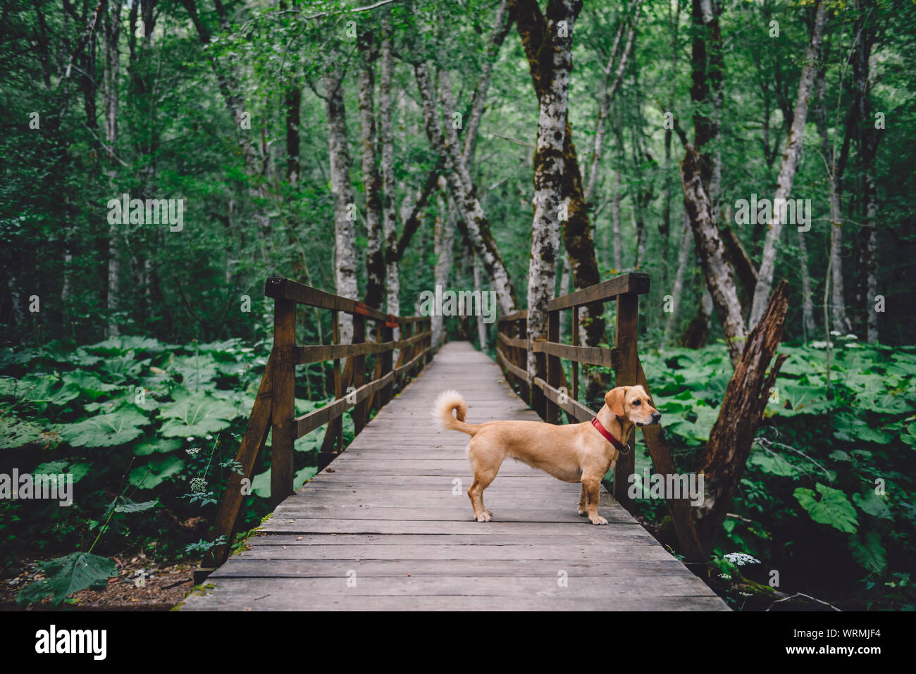 Small yellow dog standing on wooden forest trail Stock Photo