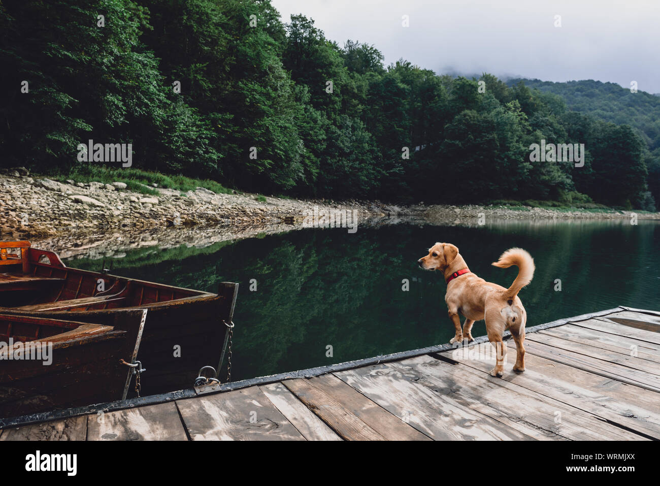 Small yellow dog standing by the lake on the wooden pier Stock Photo