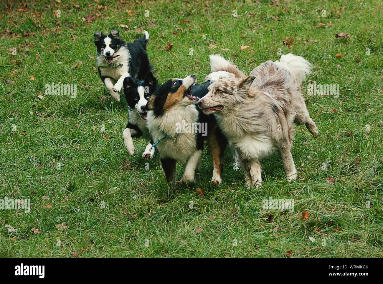 Dugs High Resolution Stock Photography and Images - Alamy