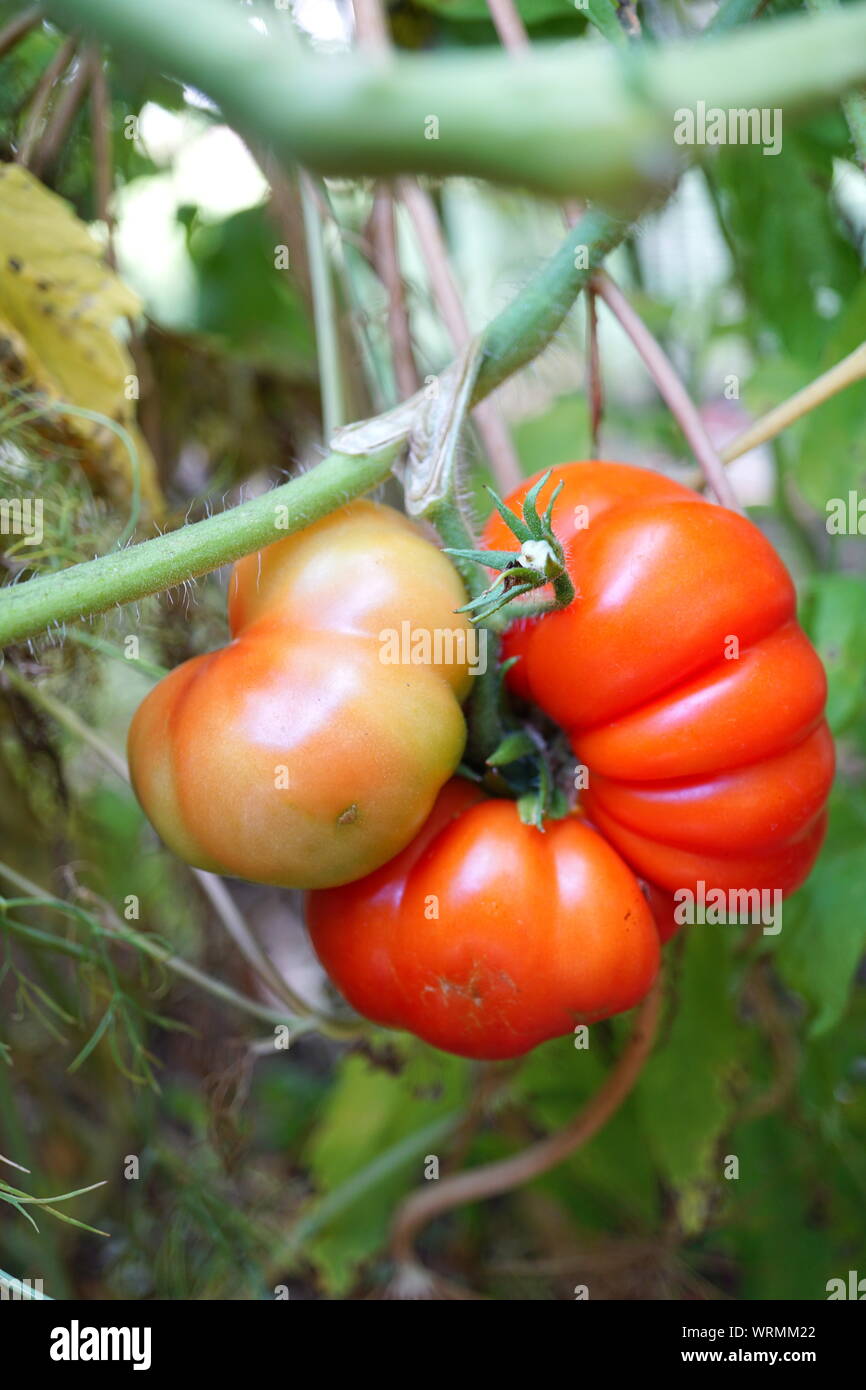 Heirloom tomatoes on the vine Stock Photo - Alamy