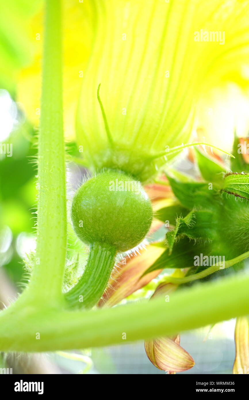 Baby cantaloupe plant with blossom still attached Stock Photo Alamy