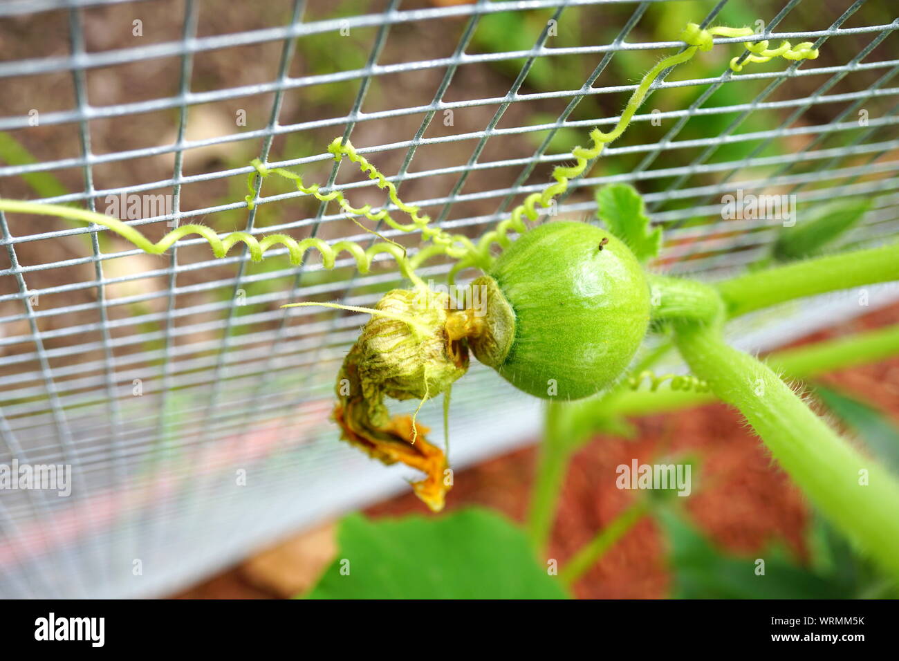 Baby cantaloupe on vine hires stock photography and images Alamy
