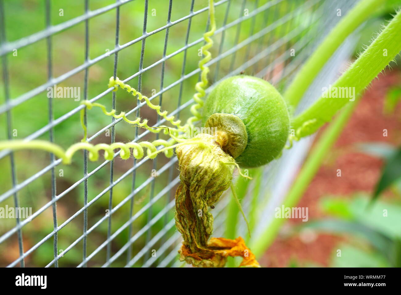 Baby cantaloupe plant with tendrils latching to a wire fence Stock Photo