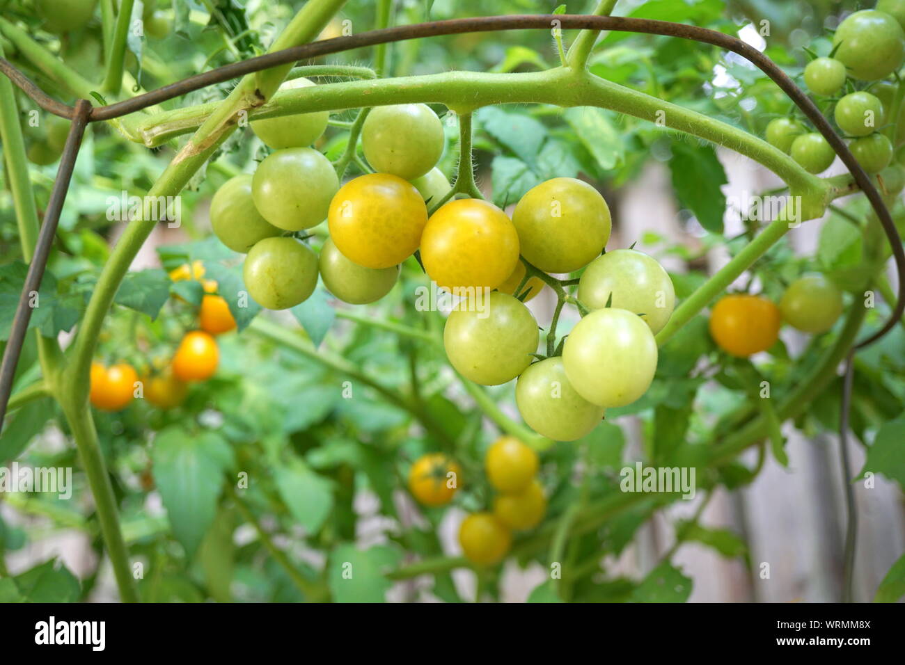 Heirloom tomatoes, a cluster of Sungold cherry tomatoes on the vine Stock Photo