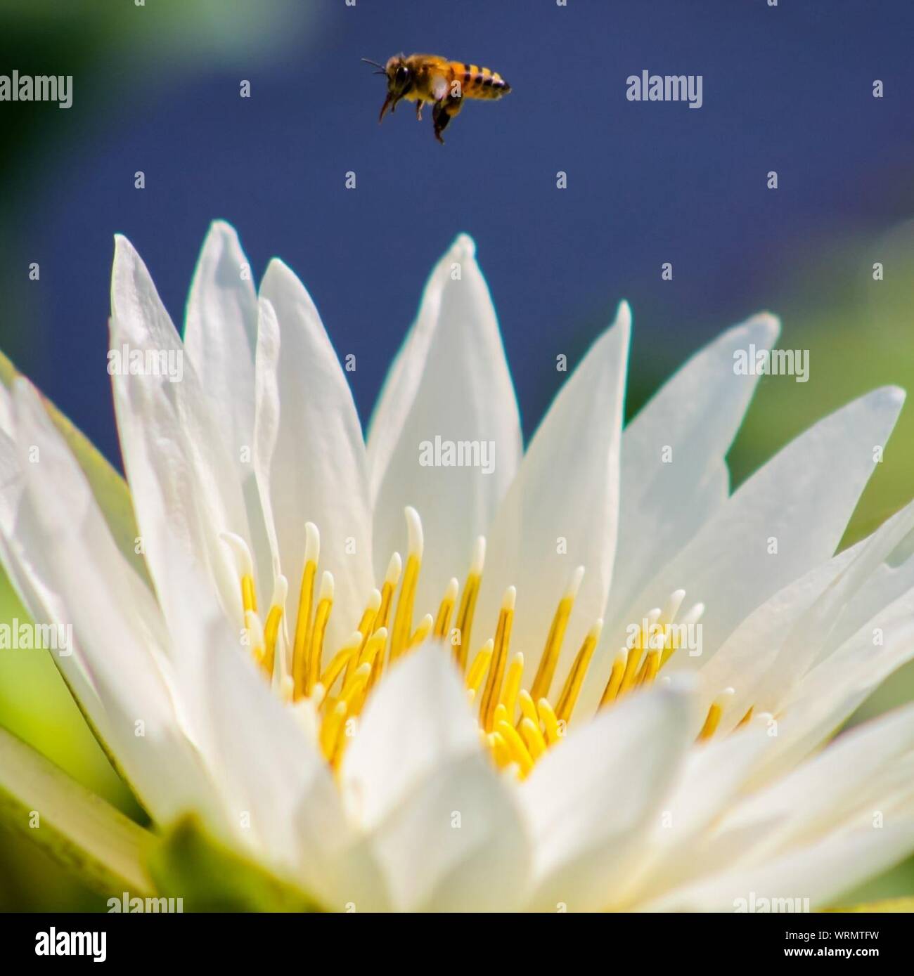 Honey Bee Flies On Top Of Lotus Flower Stock Photo