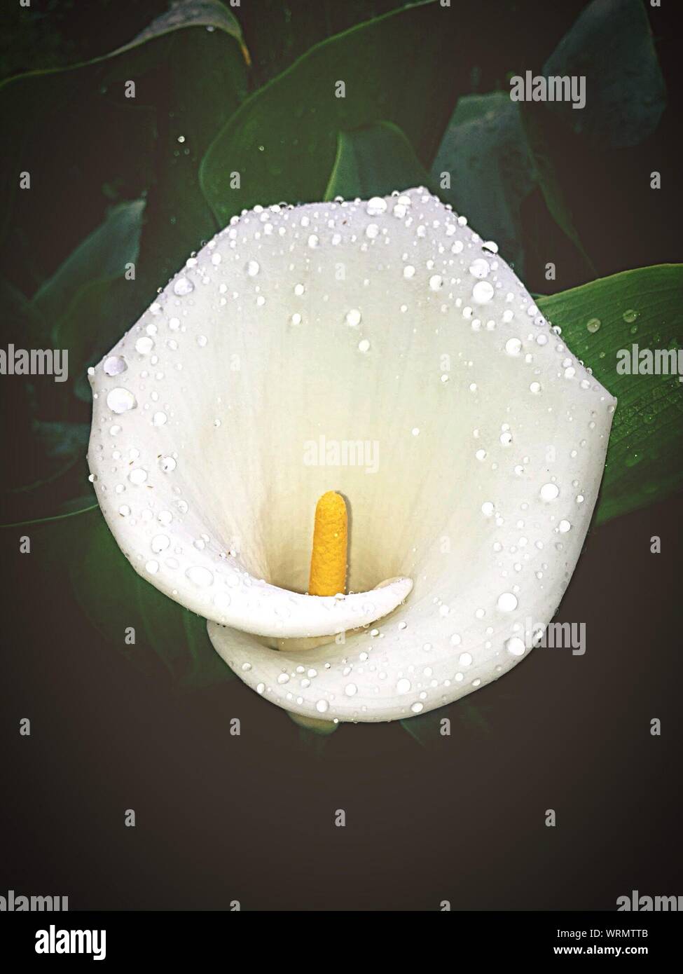 Closeup Of Water Drops Calla Lily Blooming Outdoors Stock Photo Alamy