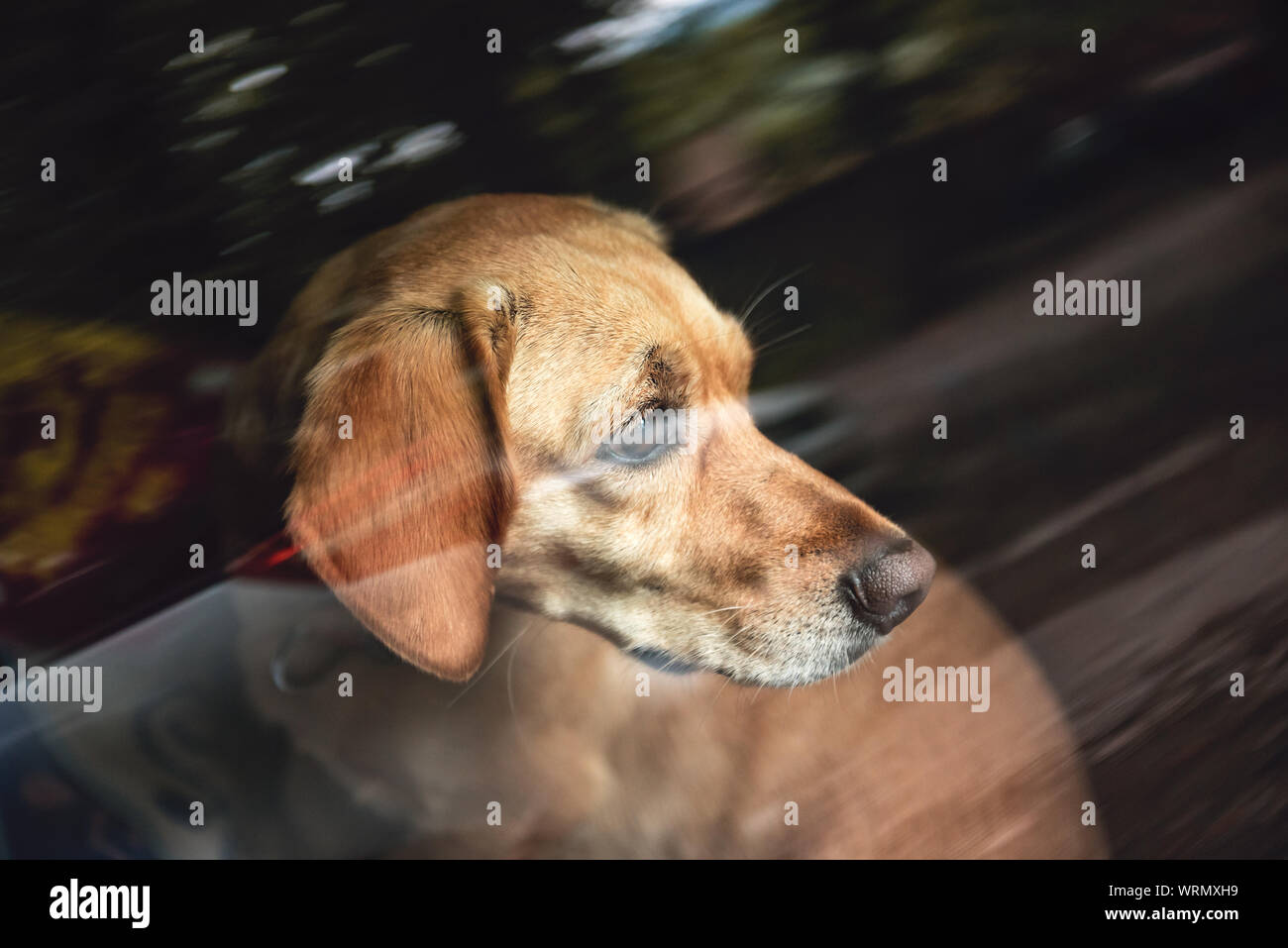 Small yellow dog behind the car window looking back Stock Photo