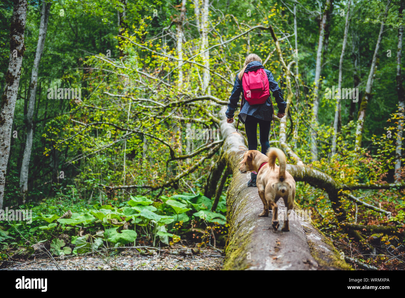 Girl with a small yellow dog hiking in forest and crossing over tree log Stock Photo