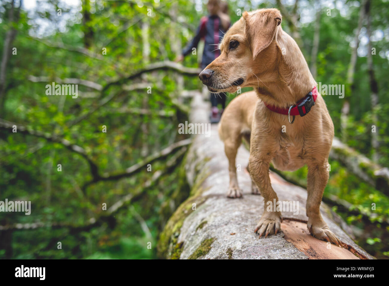 Dog with little girl standing on a tree log in the forest Stock Photo