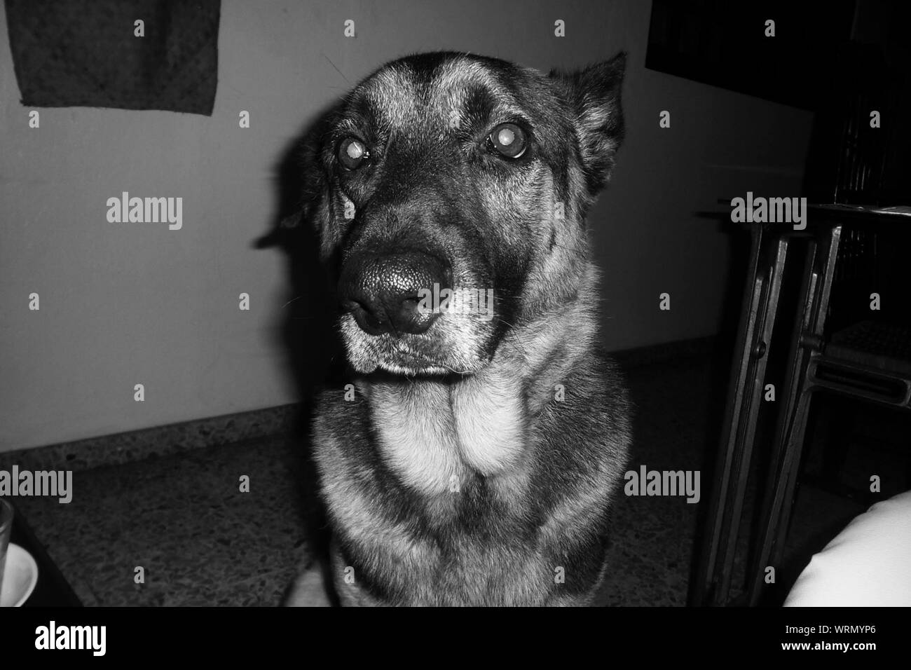 Portrait Of A Dog Stock Photo Alamy