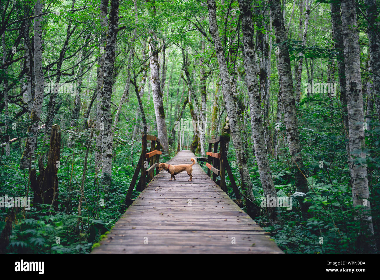 Small yellow dog standing on wooden forest trail Stock Photo
