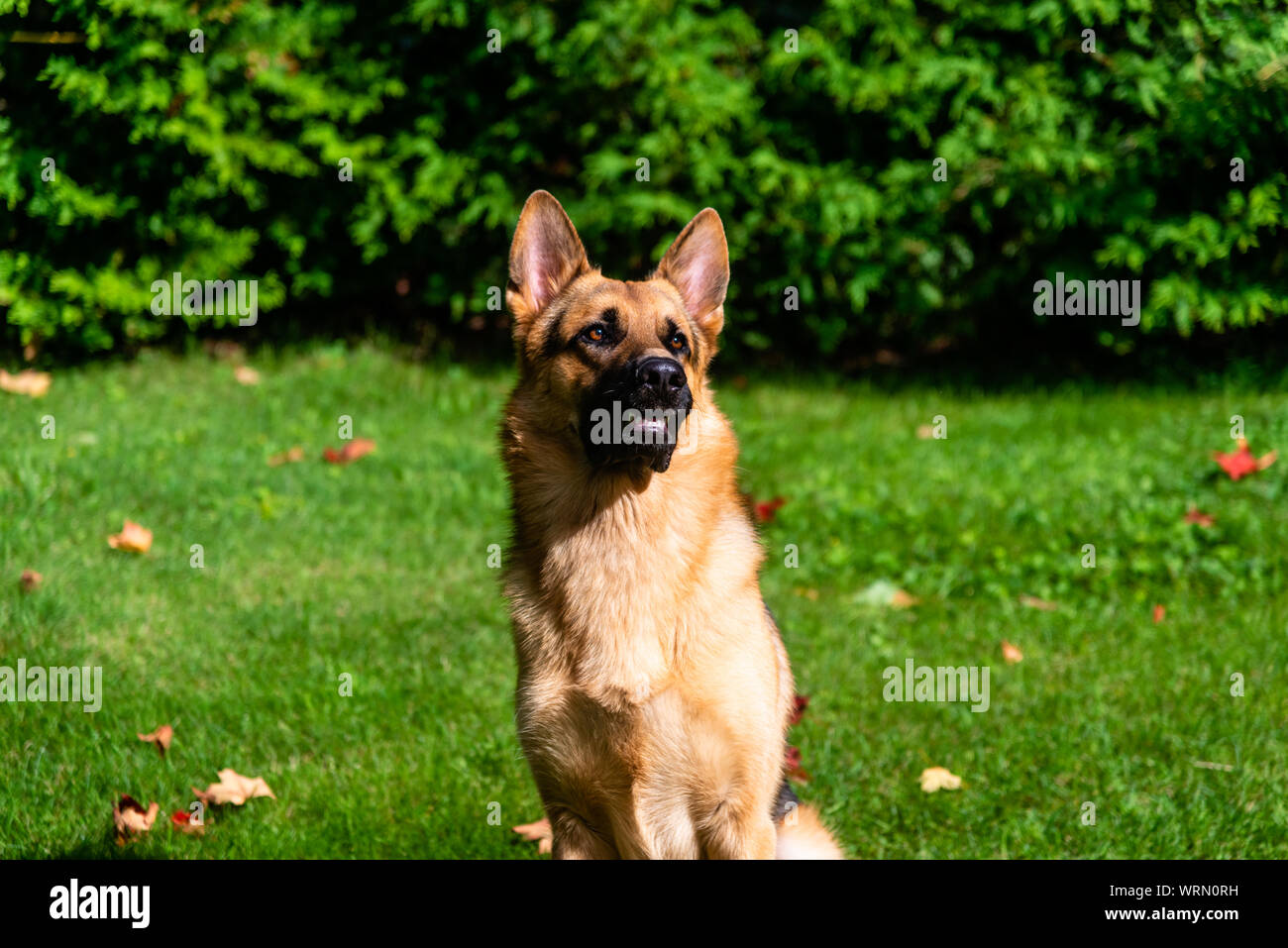 German shepherd dog at the training Stock Photo