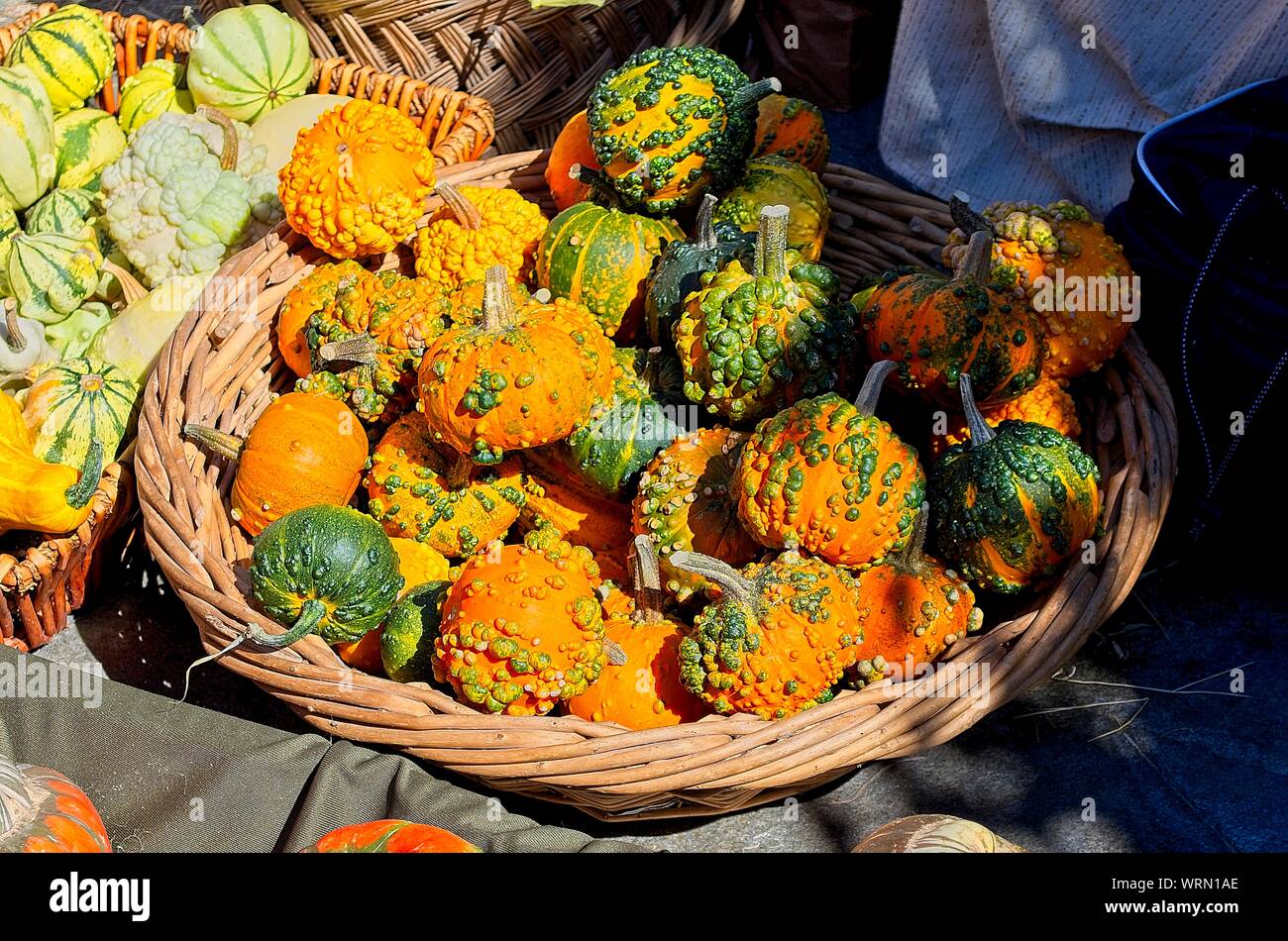 Autumn pumpkins at medieval party. Multiple colors and sizes Stock Photo
