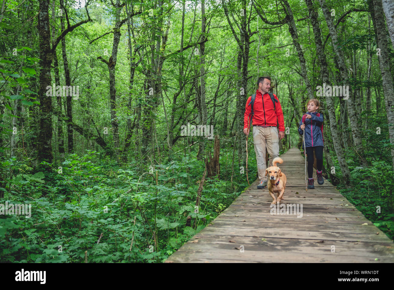 Father and daughter with small yellow dog hiking on a forest wooden trail Stock Photo