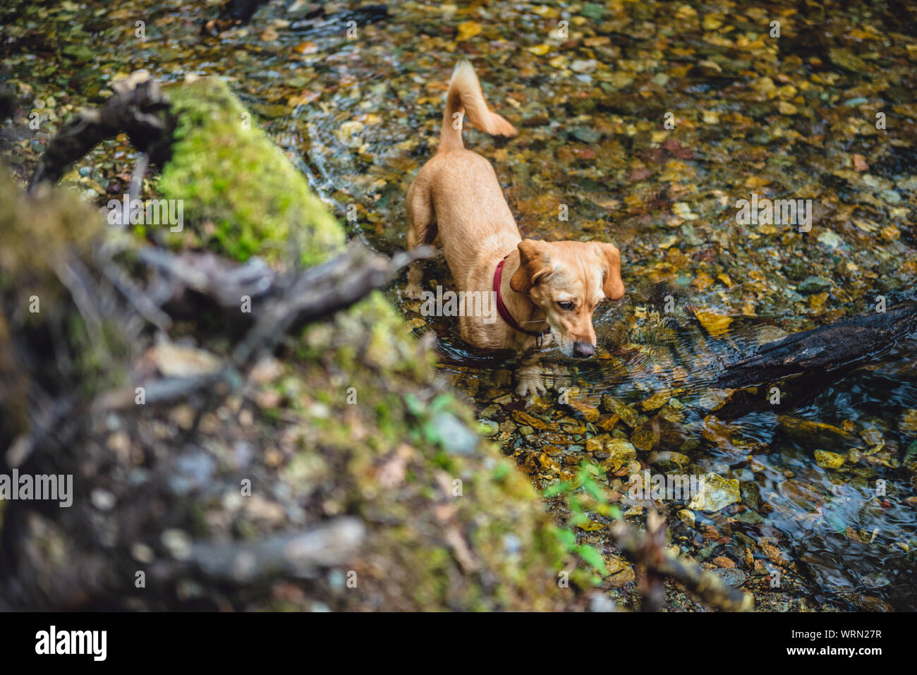 Small yellow dog standing in a small forest stream Stock Photo