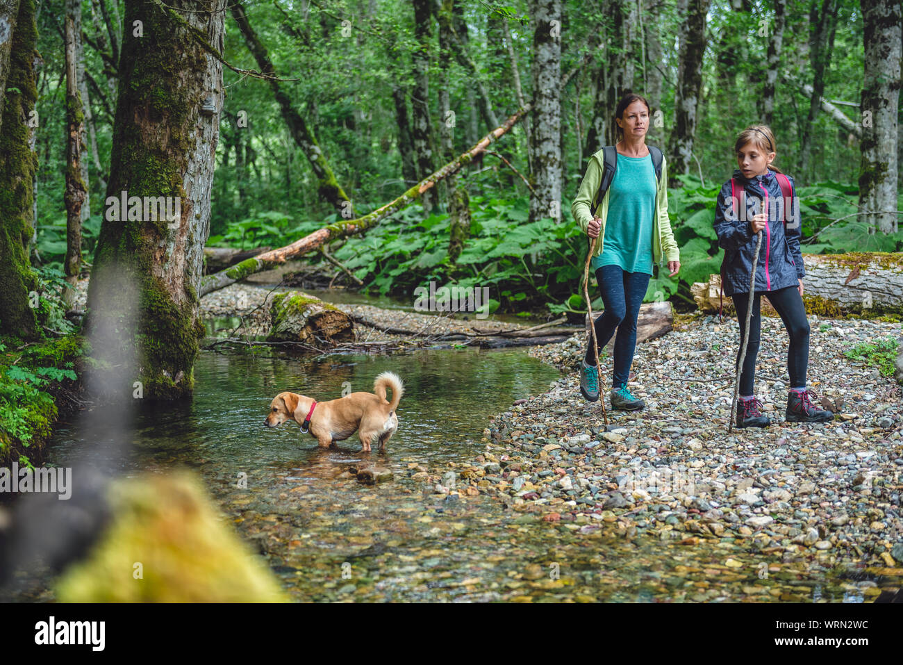 Mother and daughter with a small yellow dog hiking by the mountain stream in the forest Stock Photo