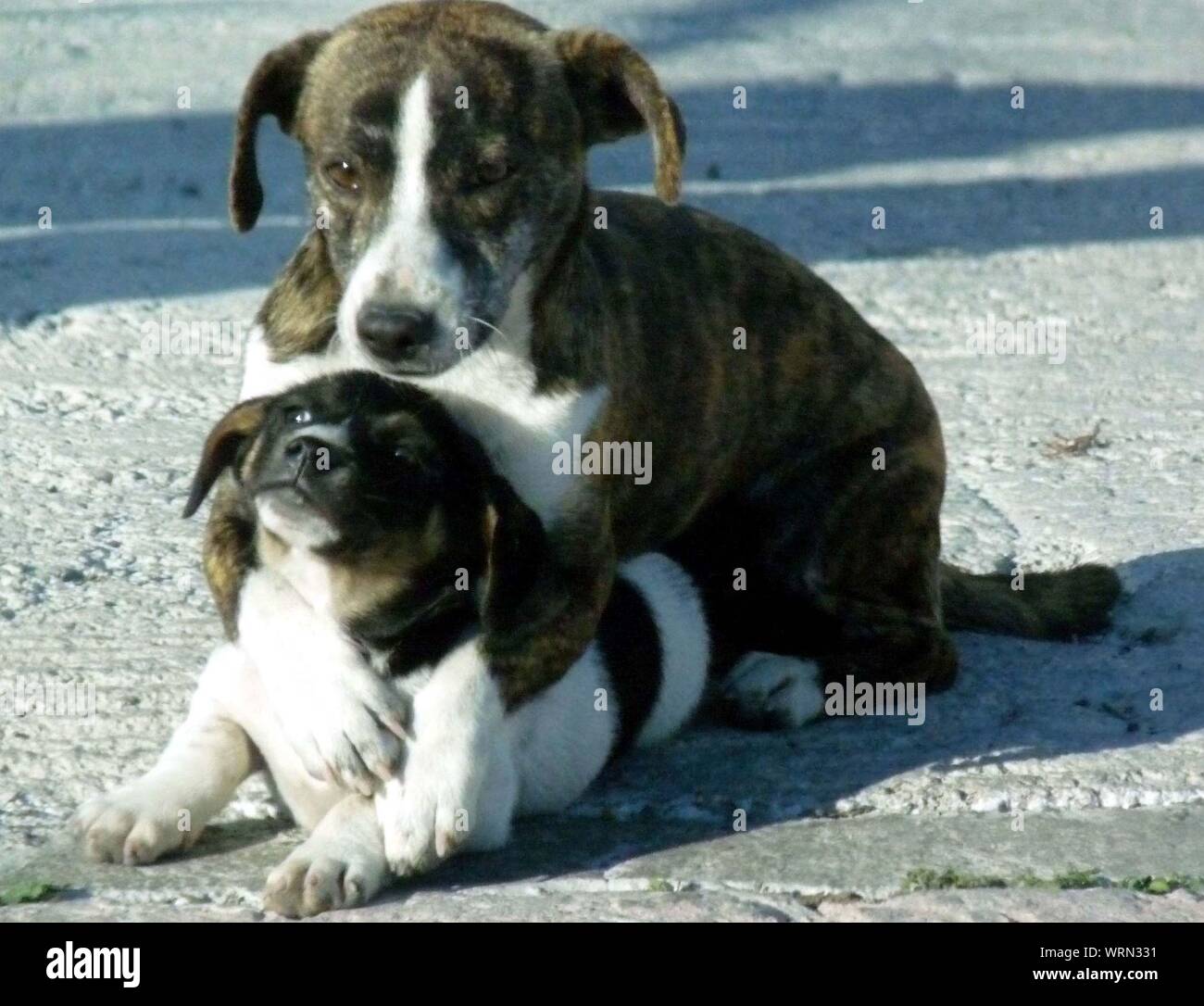 What Is The Mating Process For Dogs