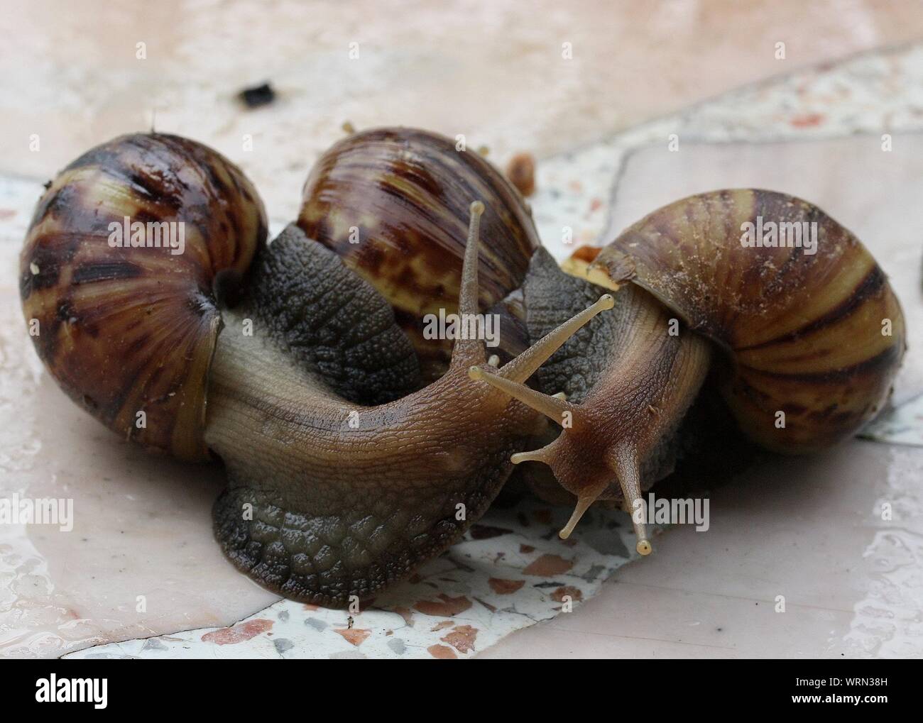 Snails Mating High Resolution Stock Photography and Images Alamy