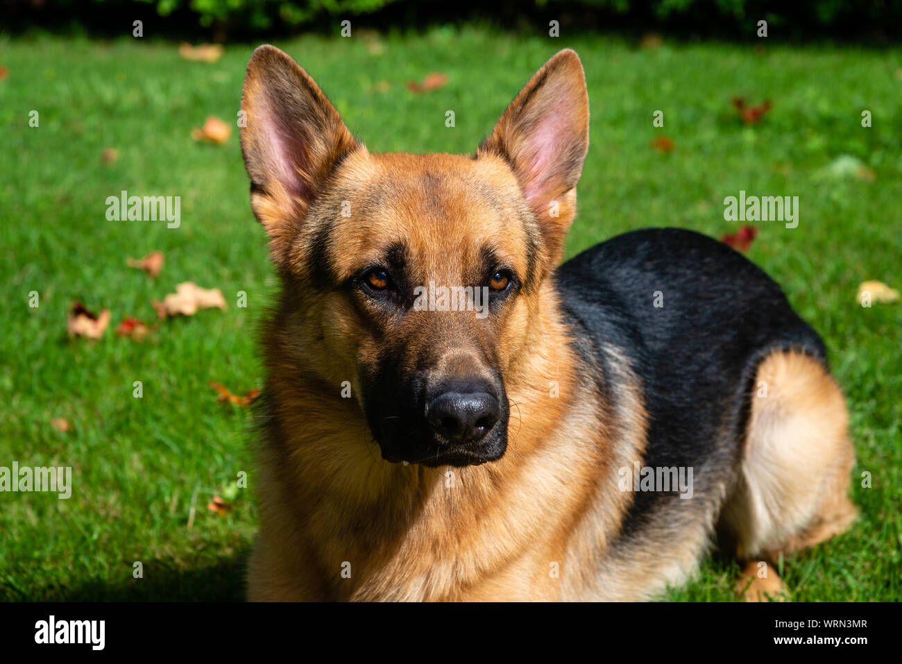 German shepherd dog at the training Stock Photo