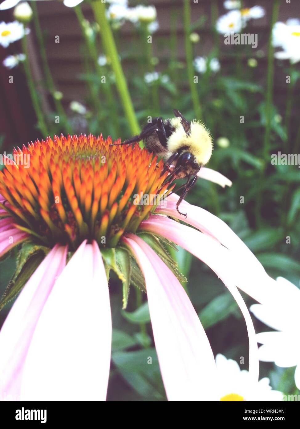 Bumblebee On Flower Stock Photo
