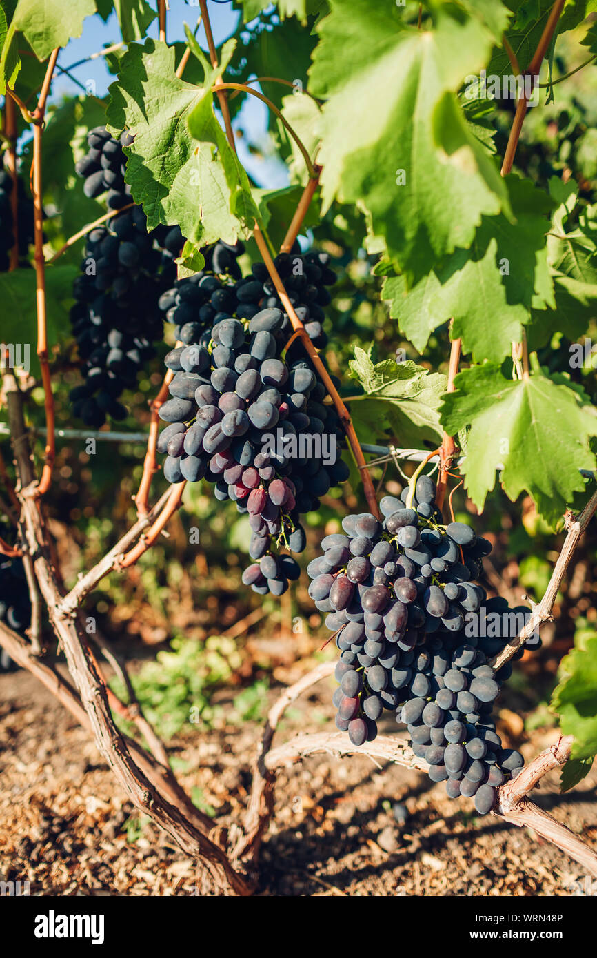Crop of table grapes on ecological farm. Blue Kodrianka and green delight grape hanging in