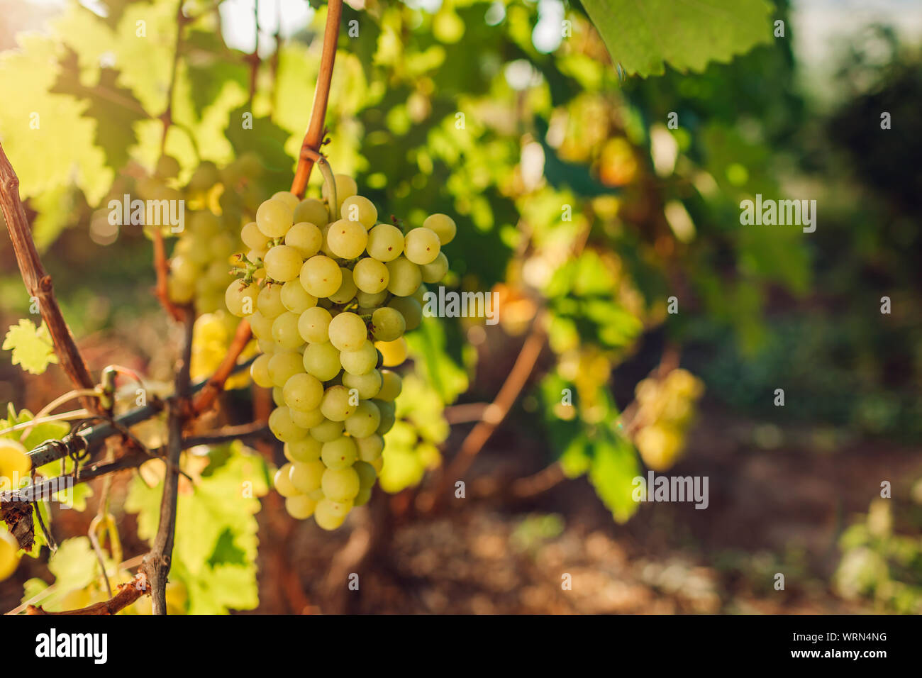 Autumn crop of table grapes on ecological farm. Green delight grapes hanging in garden