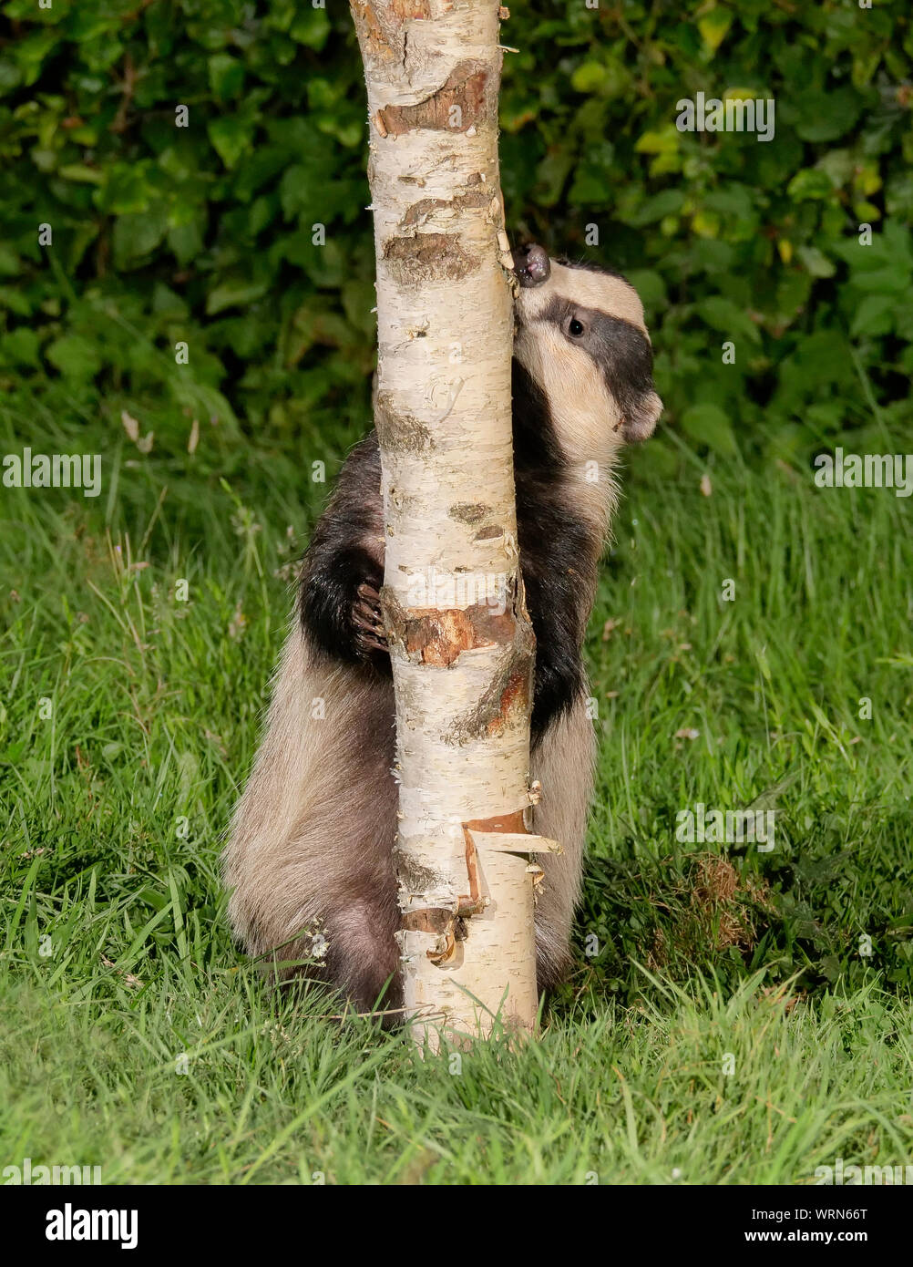Badger climbing a silver birch tree Stock Photo Alamy