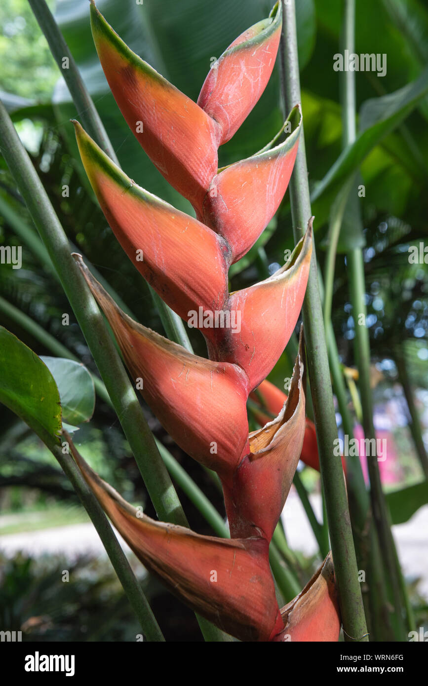 A vertical shot, taken in Ecuador, of a  Heliconia plant with rust colored flowers. Stock Photo