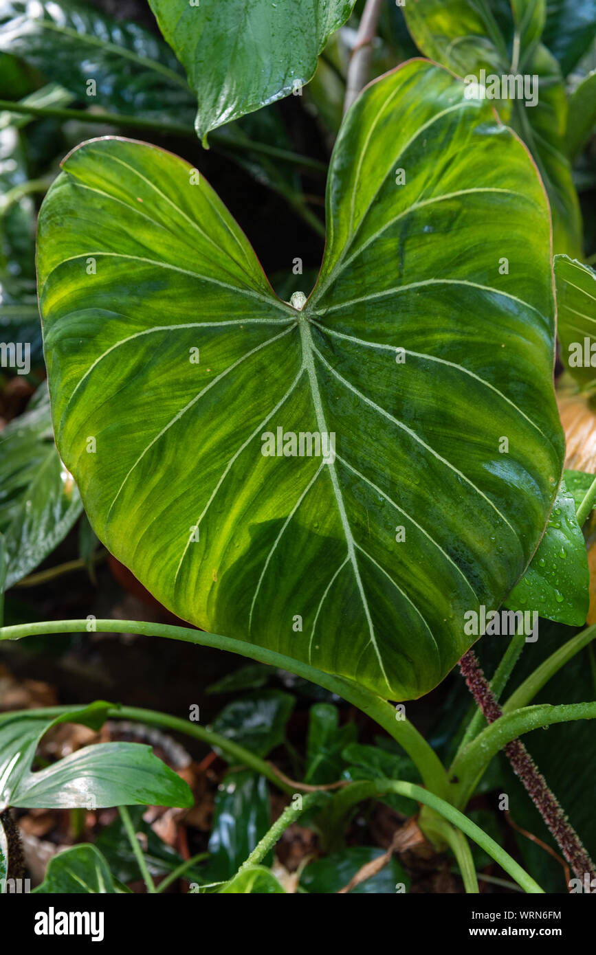 Anthurium crystallinum hi-res stock photography and images - Alamy