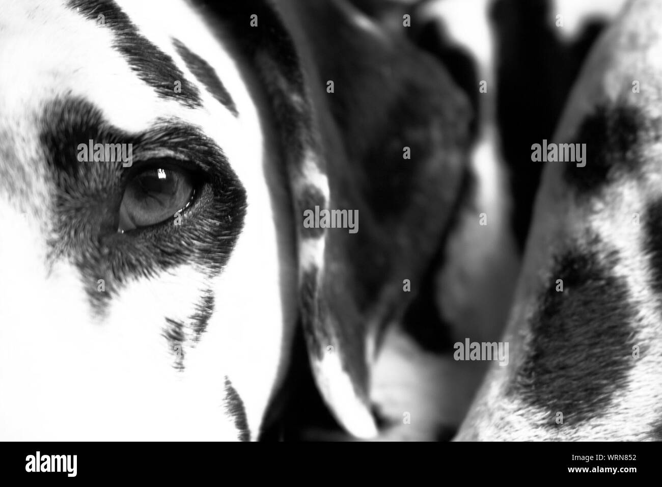 Detail Shot Of Dog Eye Stock Photo Alamy