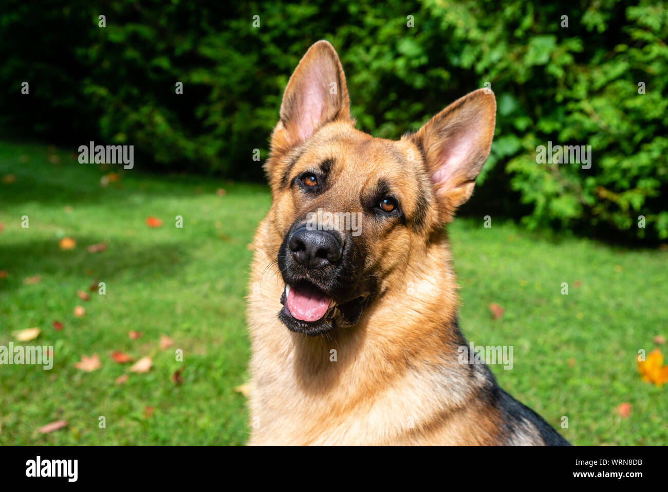 German shepherd dog at the training Stock Photo