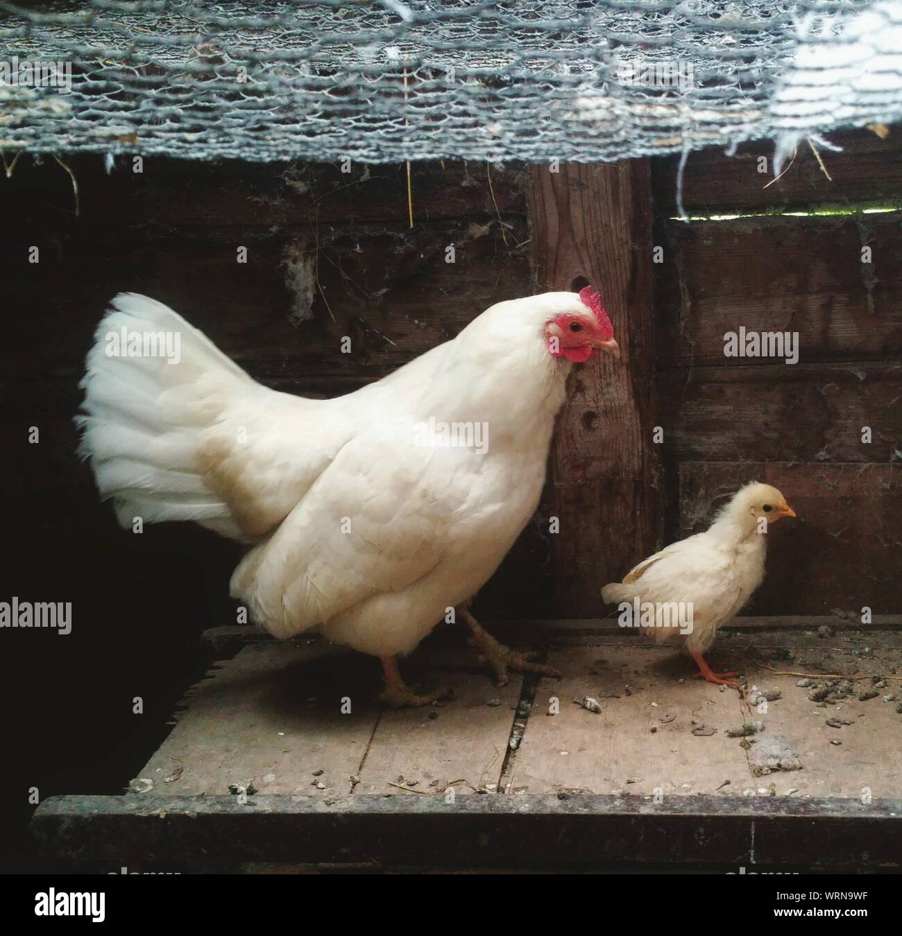 Hen with pen hires stock photography and images Alamy