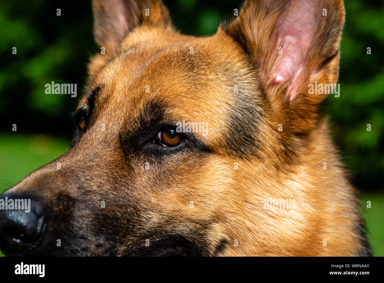 German shepherd dog at the training Stock Photo