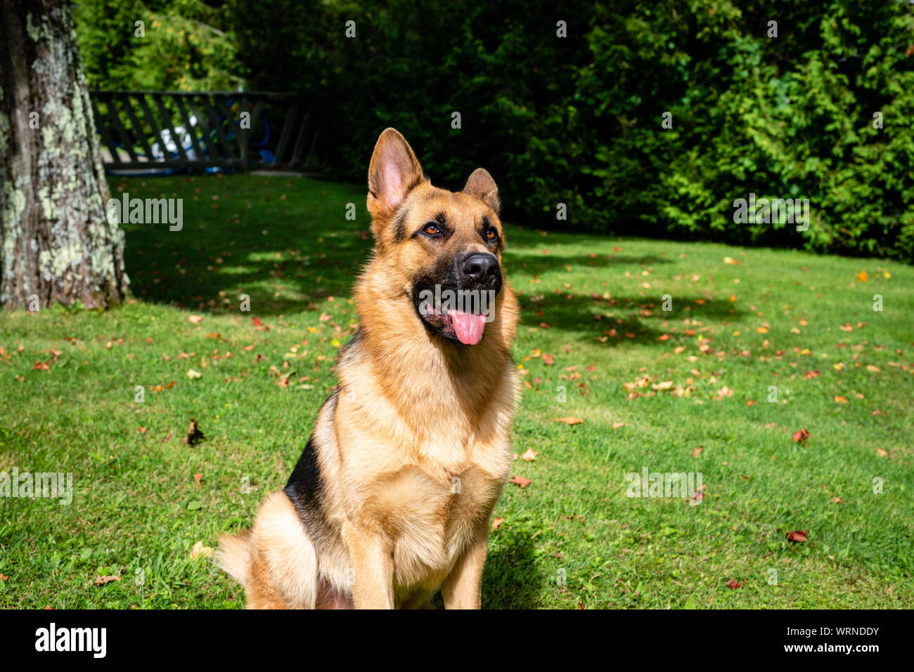 German shepherd dog at the training Stock Photo