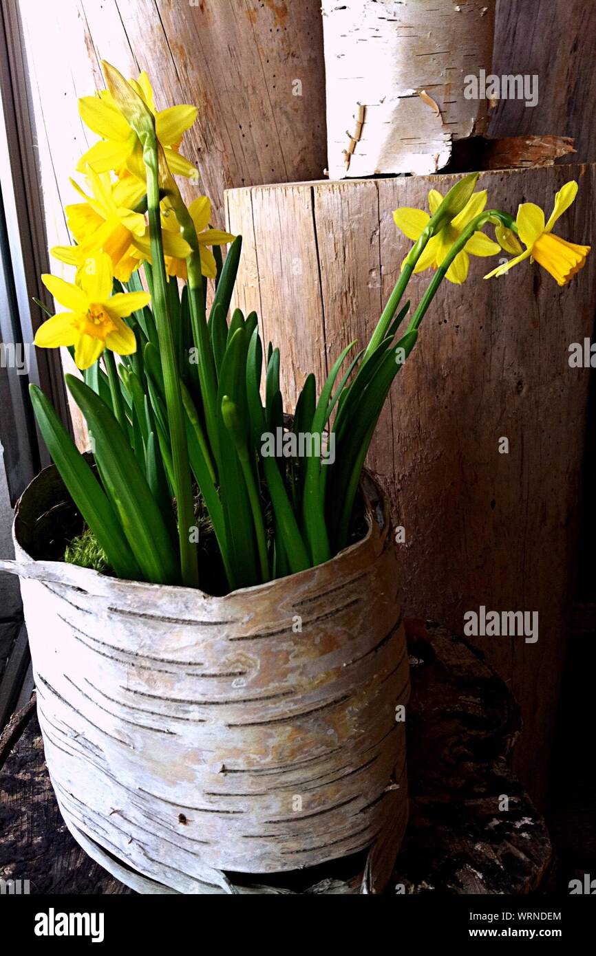 Potted daffodil hires stock photography and images Alamy