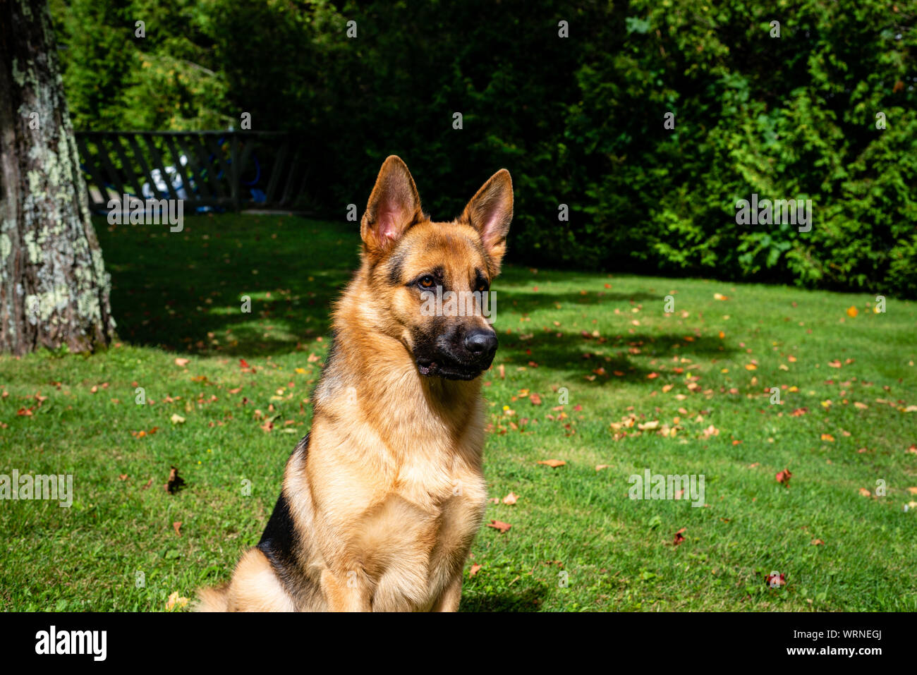 German shepherd dog at the training Stock Photo