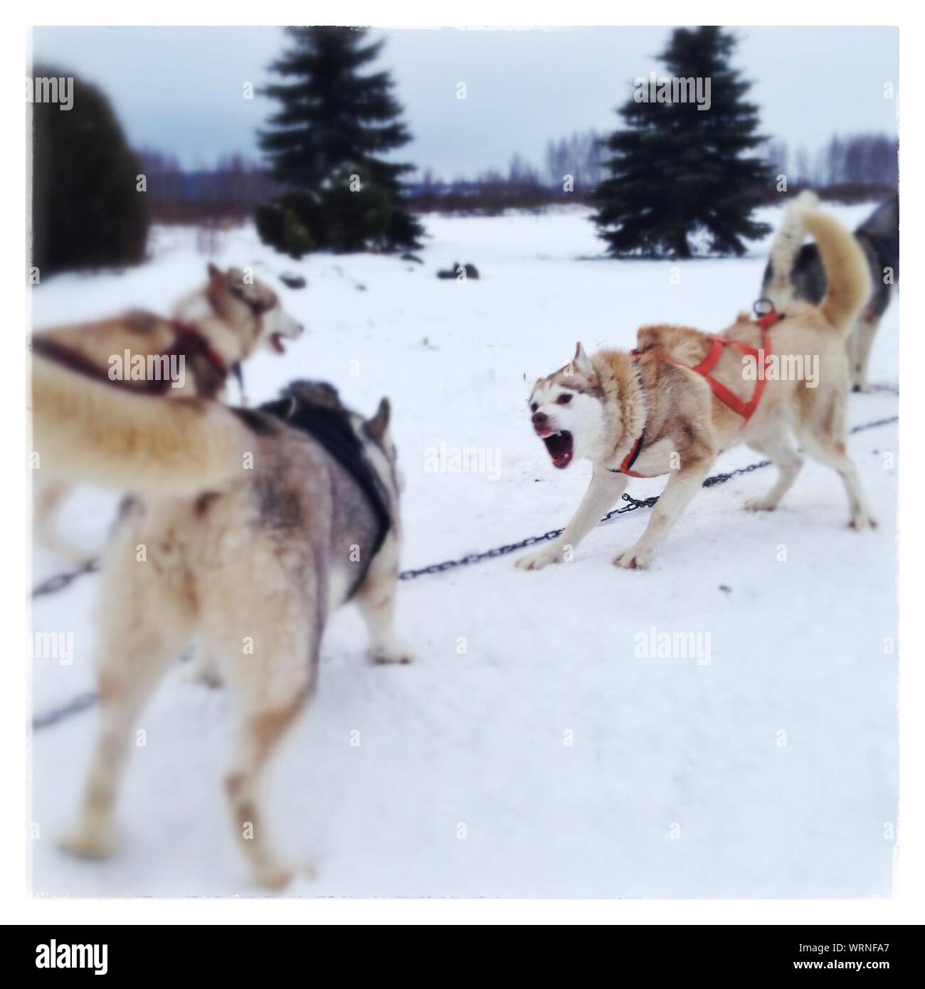 Angry Sled Dogs On Field During Snow Stock Photo