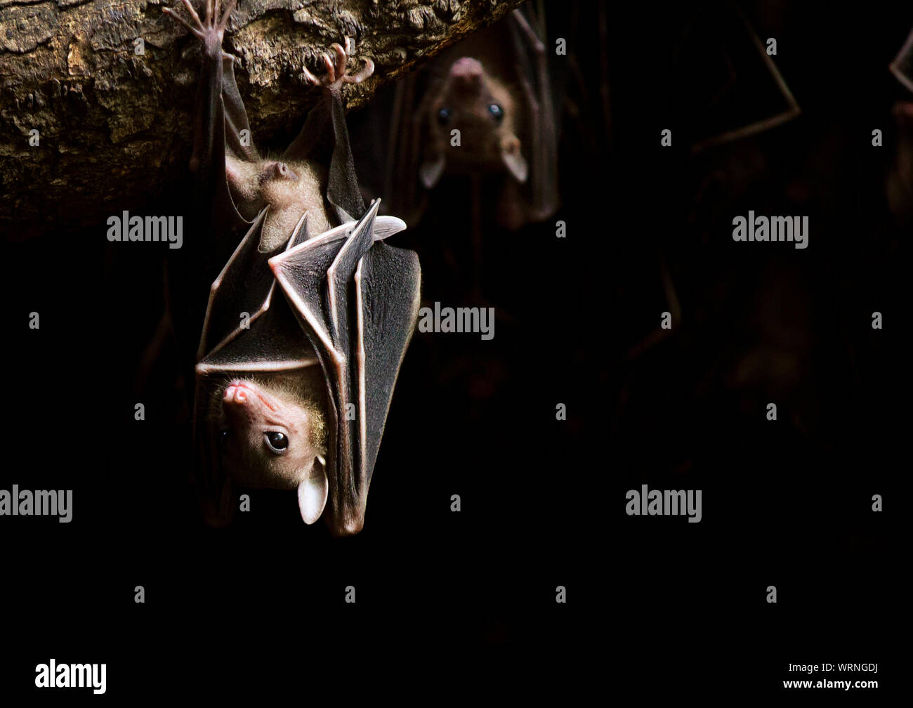 Four bats hanging hires stock photography and images Alamy