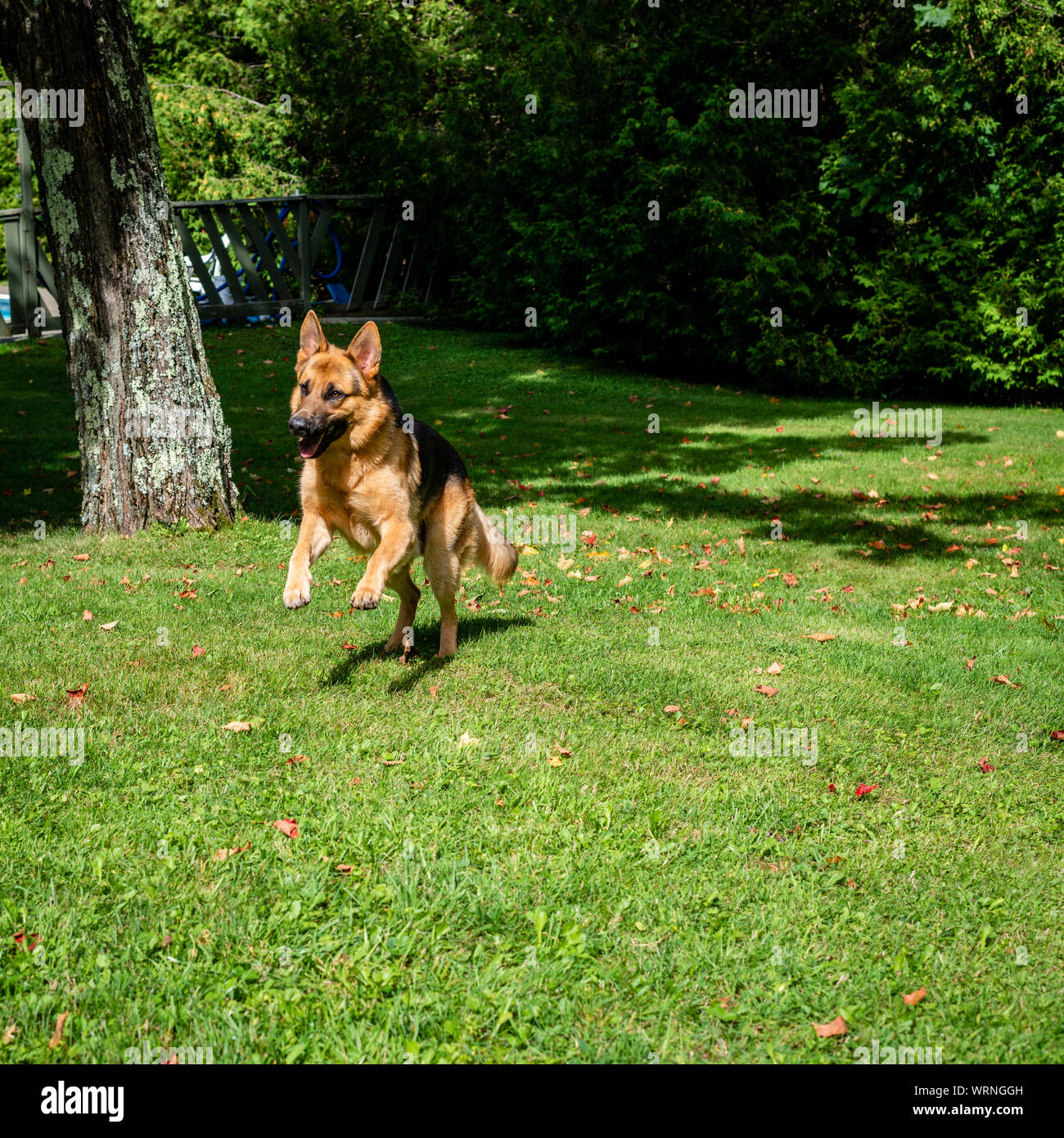 German shepherd dog at the training Stock Photo