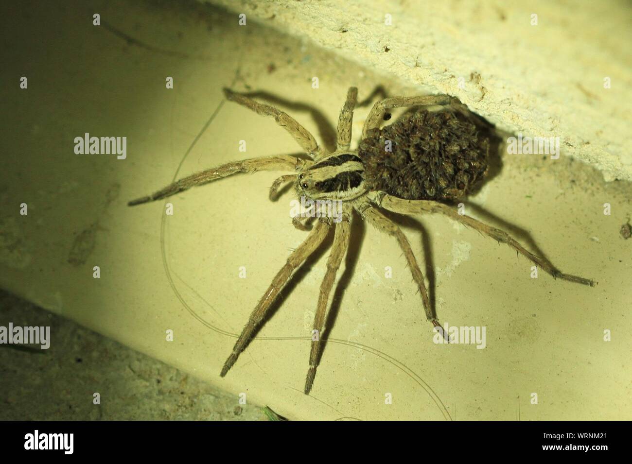 Carrying for animals hires stock photography and images Alamy