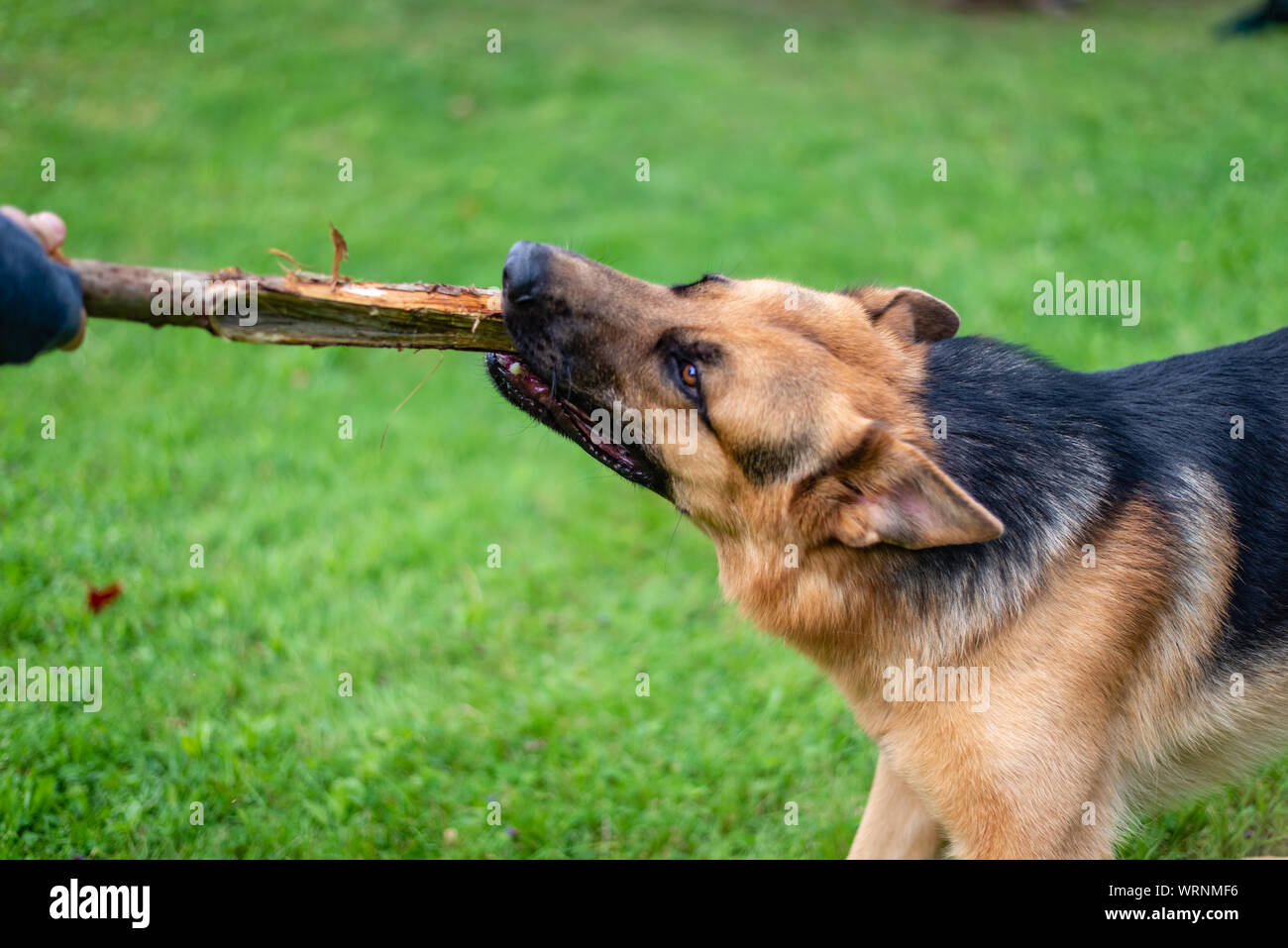 German shepherd dog at the training Stock Photo