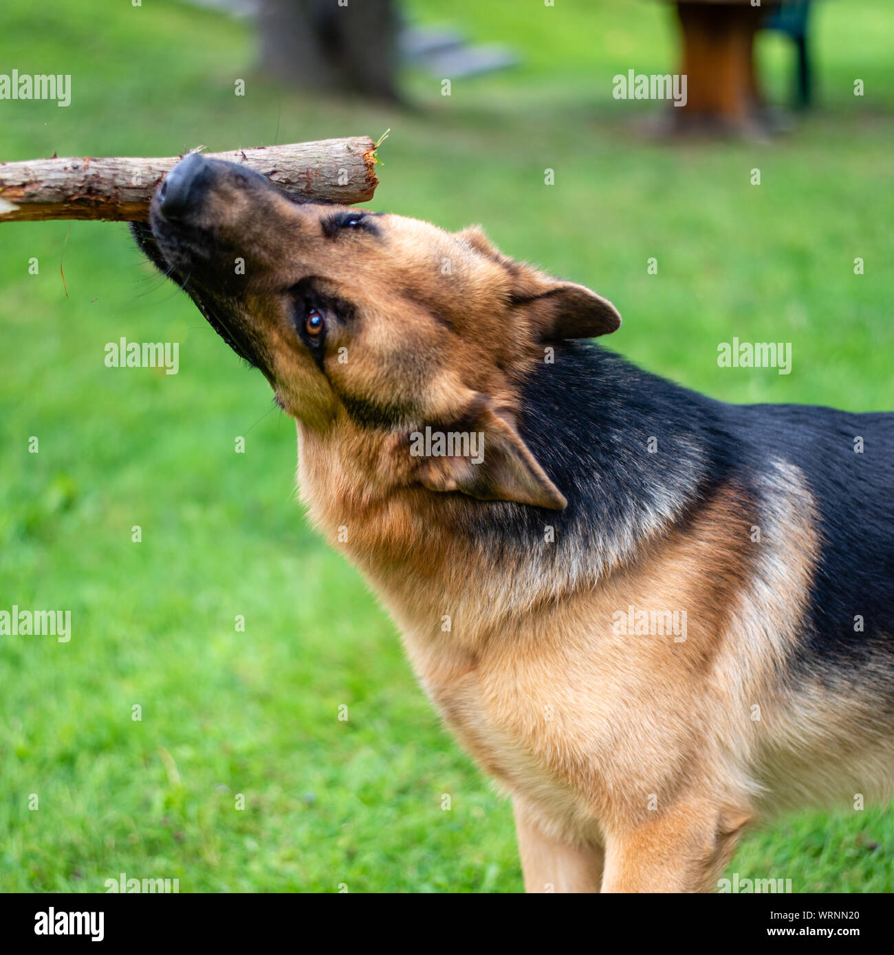 German shepherd dog at the training Stock Photo