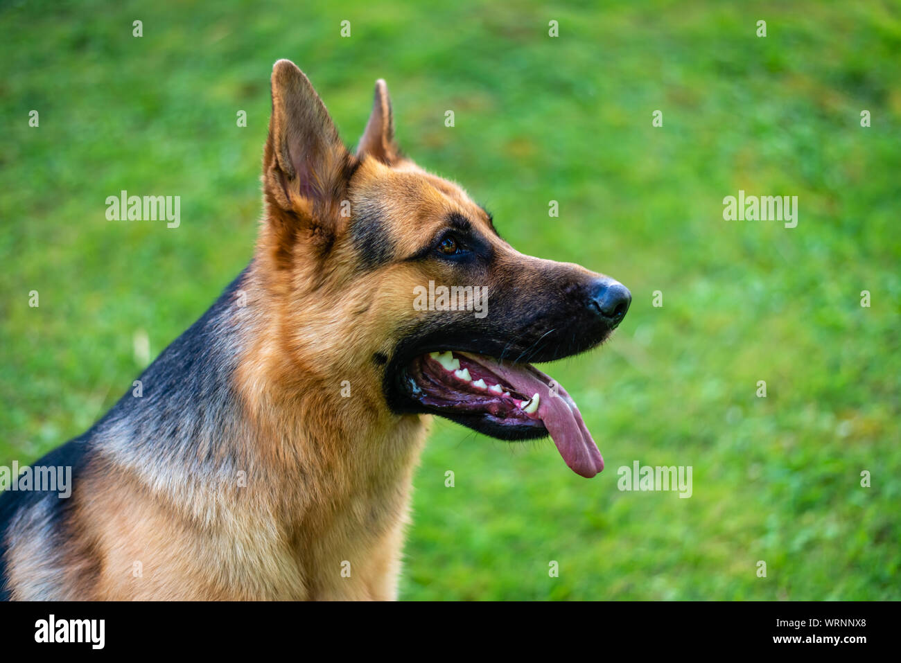German shepherd dog at the training Stock Photo