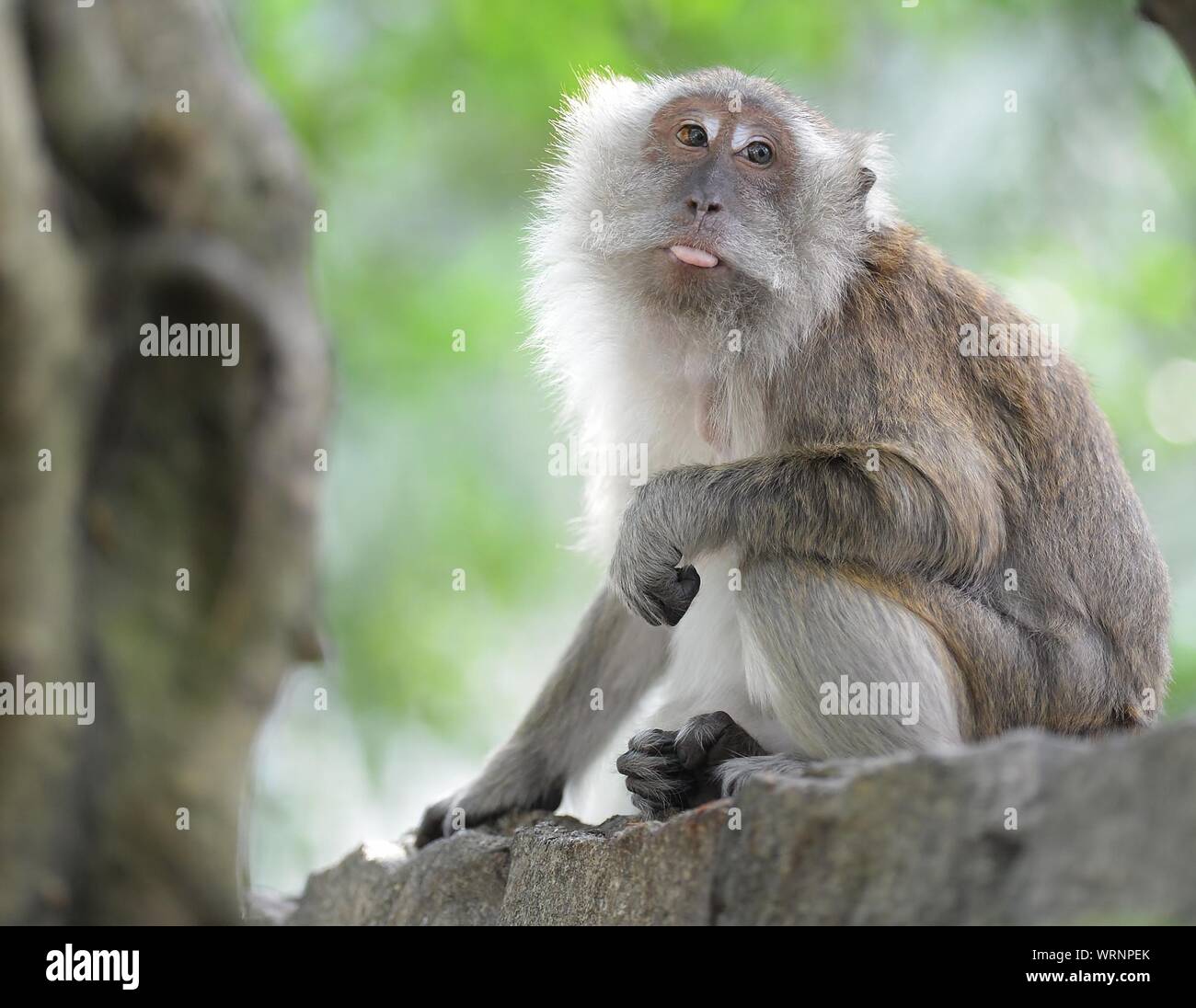 Monkey sticking out tongue hires stock photography and images Alamy
