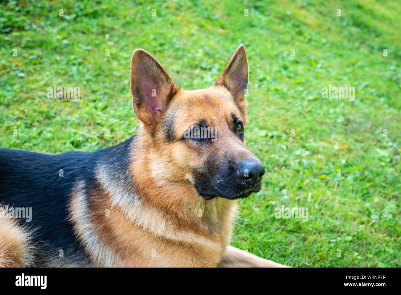 German shepherd dog at the training Stock Photo