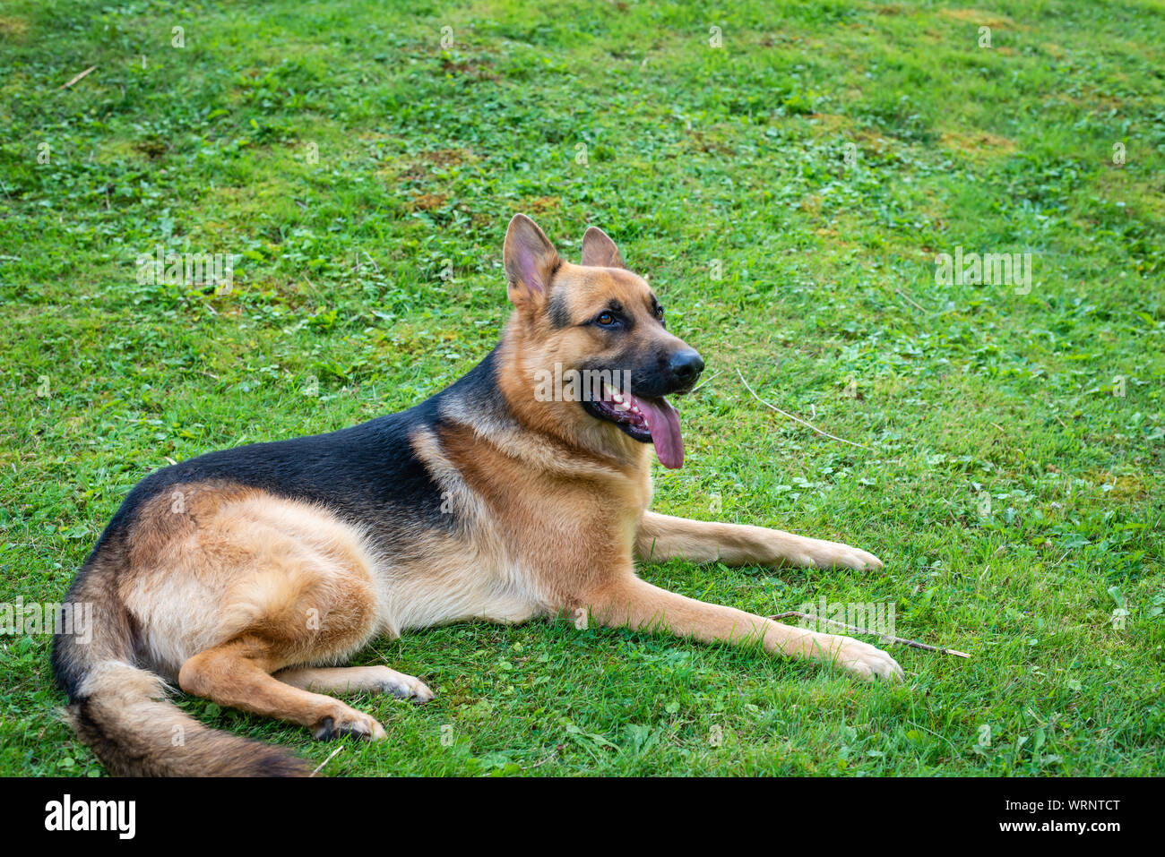 German shepherd dog at the training Stock Photo